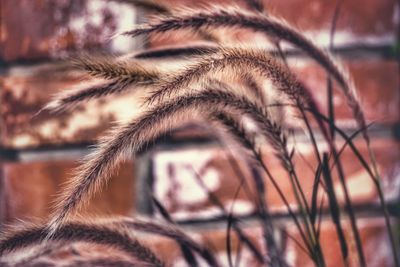 Close-up of grass