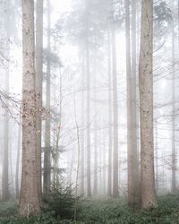 Trees in forest