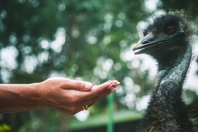 Close-up of hand holding bird against blurred background