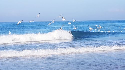 Seagulls flying over sea against sky