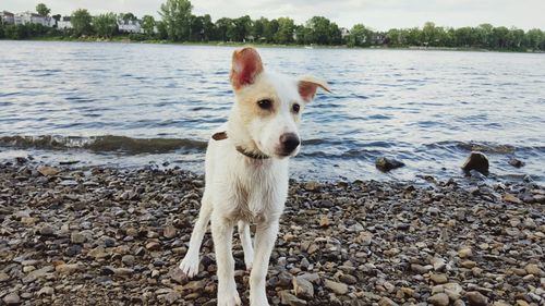 Dog in water