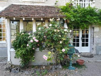 Potted plant against building