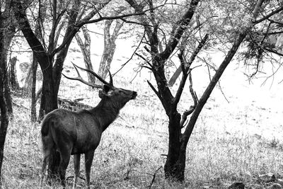 View of a dog on tree