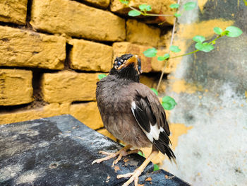 Close-up of bird perching on wall