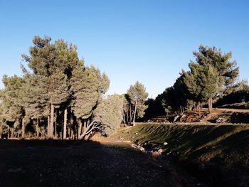 Trees on landscape against clear blue sky