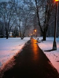 Snow covered bare trees at night