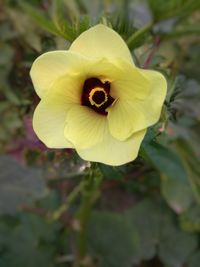 Close-up of yellow flowering plant