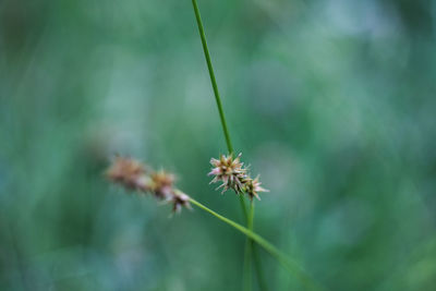 Close-up of flower against blurred background