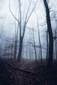 Bare trees in forest during foggy weather