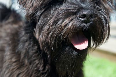 Close-up of a dog