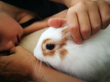Close-up of guinea pig held by girl