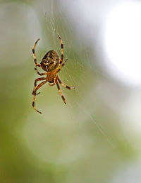 Close-up of spider on web