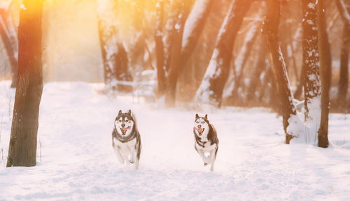 Dogs walking on snow covered field