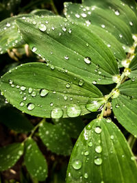 Close-up of wet leaves on rainy day
