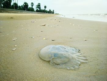 Surface level of shells on beach