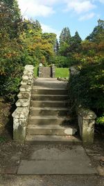 Footpath amidst trees