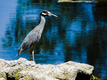 Bird perching on a lake