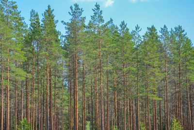 Pine trees in forest against sky