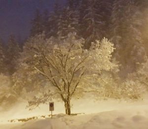 Bare tree on snow covered landscape