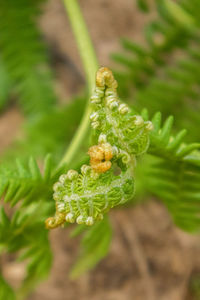 Close-up of fern on plant