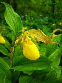 Close-up of yellow flowering plant