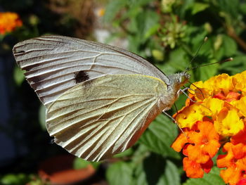 Side view of butterfly pollinating on orange flower 