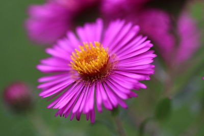 Close-up of purple flower