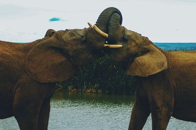 View of elephant in the sea