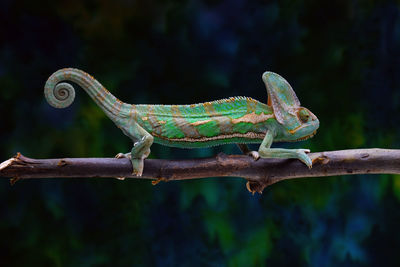 Close-up of chameleon