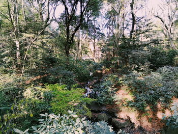 Trees in forest