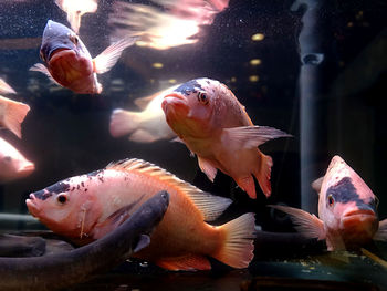 Close-up of fish in aquarium