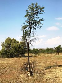 Bare tree on field against sky