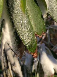 Close-up of wet plant leaves during rainy season