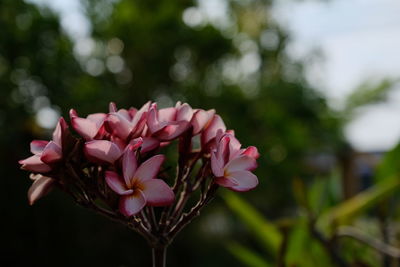 Close-up of pink flowering plant