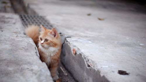 High angle view of a cat looking away
