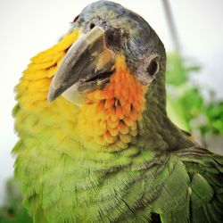 Close-up portrait of amazon parrot