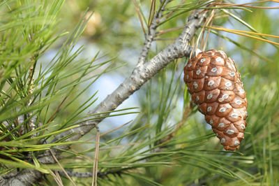 Close-up of pine cone on tree