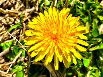 Close-up of yellow flower