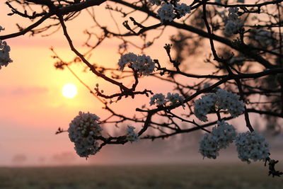 Cherry blossoms against sky during sunset