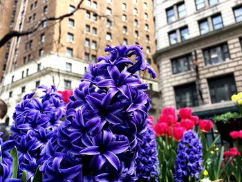 Close-up of purple flowering plants