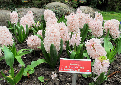 Close-up of flowering plants