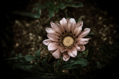 Close-up of flower blooming outdoors