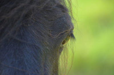 Close-up of woman eye