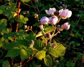 Close-up of flowers