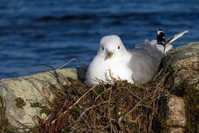 Close-up of seagull perching in nest on rock at glaskogens naturreservat