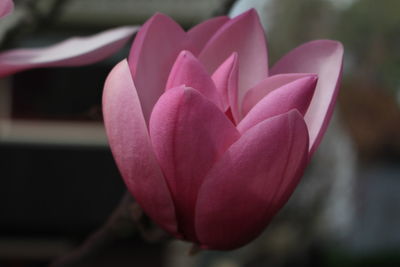 Close-up of pink flower