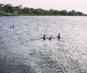 Birds in water