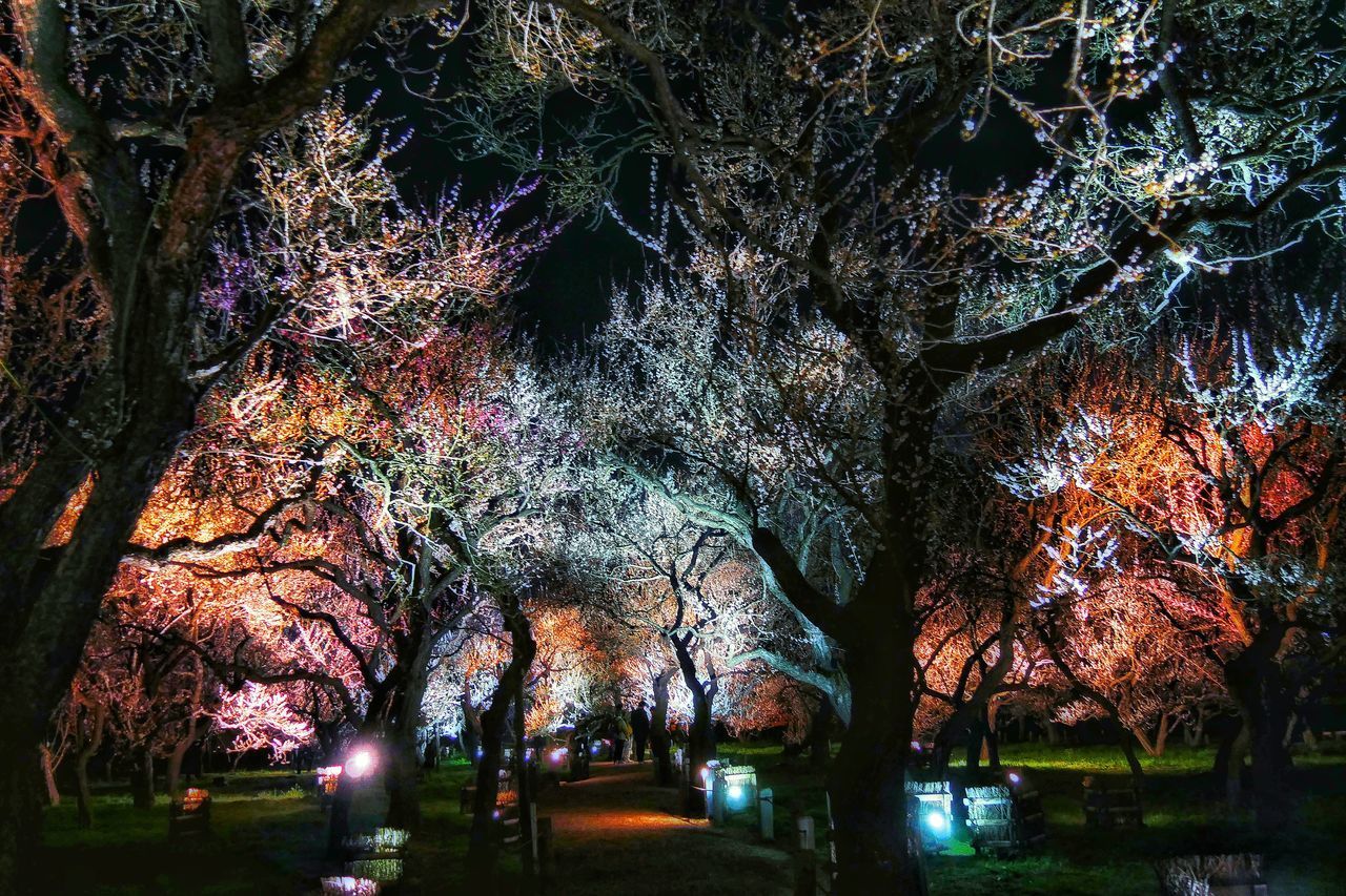 LOW ANGLE VIEW OF TREES IN PARK DURING NIGHT