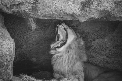 Lion yawning while relaxing by rocks