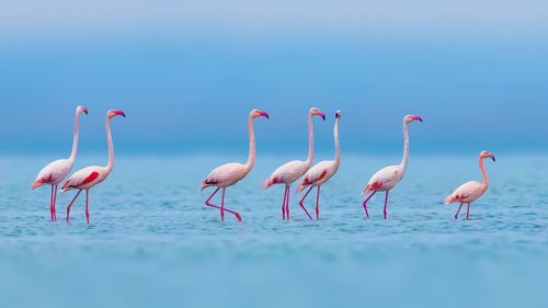 View of birds in sea